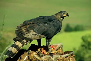 Spizaetus: Crowned Eagle / Crowned hawk-eagle - feeding on
