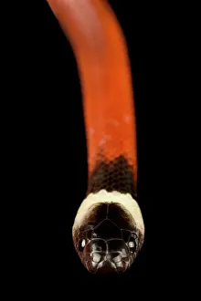 Backgrounds: Crowned False Boa (Pseudoboa coronata), on black background