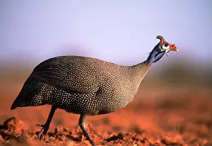 Numida: Crowned GUINEAFOWL - walking, side view