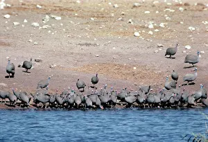 Numida: Crowned Guineafowls - drinking