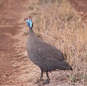 Helmeted: Crowned / Helmeted / Tufted GUINEAFOWL