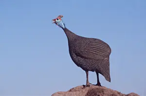 Neck: Crowned / Helmeted / Tufted GUINEAFOWL - Calling