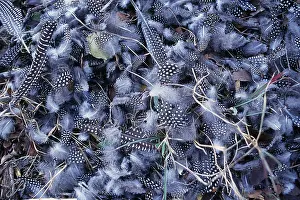 Tufted: Crowned / Helmeted / Tufted GUINEAFOWL - feathers