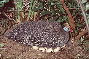 Tufted: Crowned / Helmeted / Tufted GUINEAFOWL - nesting with eggs