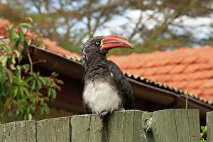 Tockus: Crowned Hornbill - perched on fence