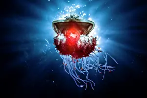 Drifting: Crowned Jellyfish (Cephea cephea) drifting in open