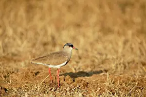 Vanellus: Crowned Lapwing