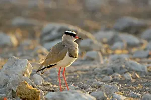 Lapwings: Crowned Lapwing / Plover - At dawn