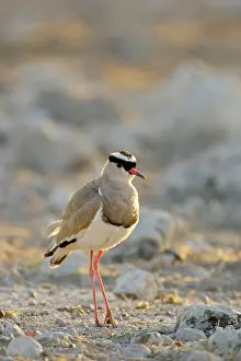Lapwings: Crowned Lapwing / Plover - At dawn