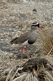 Lapwings: Crowned Lapwing / Plover - open ground