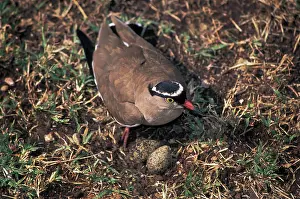 Tending: Crowned-lapwing tending nest