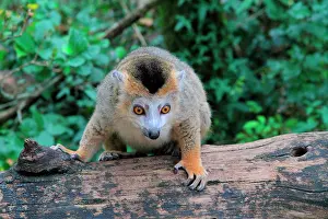 Coronatus: Crowned lemur (Eulemur coronatus)