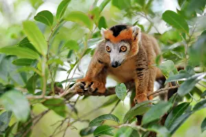 Coronatus: Crowned Lemur (Eulemur coronatus), Madagascar, Africa