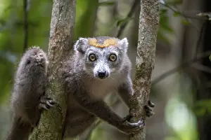 Lemur: Crowned lemur (Eulemur coronatus)