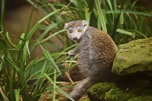 Bottom: Crowned lemur (Eulemur coronatus) sitting on the ground