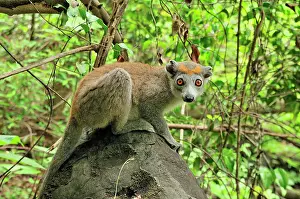 Coronatus: Crowned Lemur - female