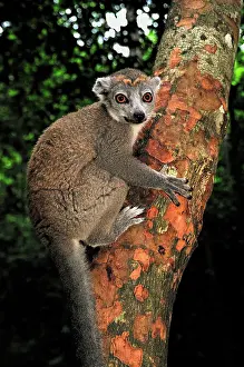 Coronatus: Crowned Lemur - female