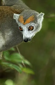 Coronatus: Crowned Lemur. Female