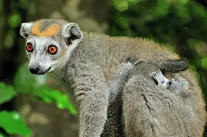 Coronatus: Crowned Lemur - female with baby