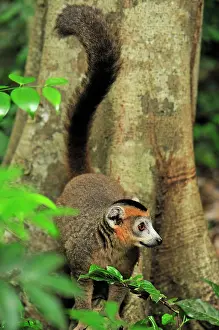 Coronatus: Crowned Lemur - male