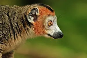 Coronatus: Crowned Lemur - male