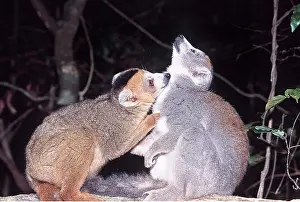 Bonding: CROWNED LEMURS - x two, grooming