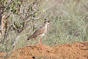 Coronatus: Crowned Plover