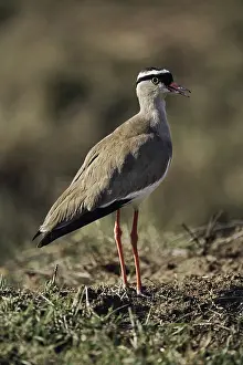 Coronatus: Crowned Plover