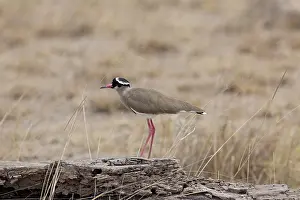 Plovers: Crowned Plover Amboseli National Park, Kenya