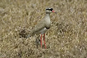 Coronatus: Crowned Plover with Baby