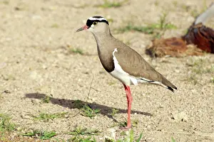 Plovers: Crowned Plover on ground