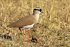 Plovers: Crowned Plover on ground