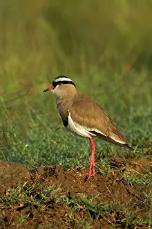 Nakuru: Crowned Plover, Lake Nakuru National Park