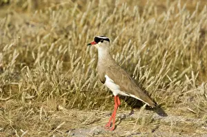 Coronatus: Crowned Plover - Standing