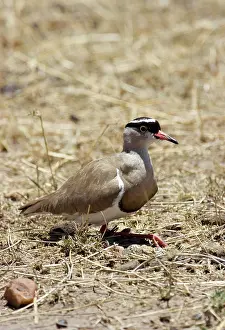 Coronatus: Crowned Plover (Vanellus coronatus)