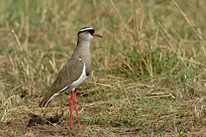 Coronatus: Crowned Plover, Vanellus coronatus, Masai