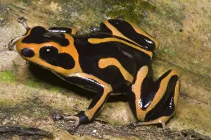 Granular: Crowned Poison Frog