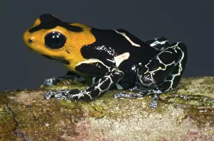 Granular: Crowned Poison Frog