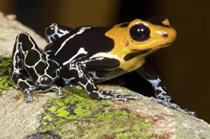 Granular: Crowned Poison Frog