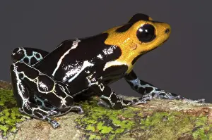 Granular: Crowned Poison Frog