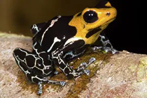 Granular: Crowned Poison Frog