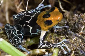 Granular: Crowned Poison Frog