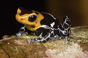 Granular: Crowned Poison Frog