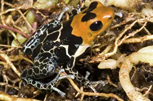Granular: Crowned Poison Frog