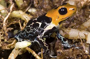 Arrow: Crowned Poison Frog