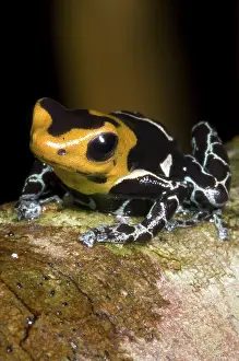 Arrow: Crowned Poison Frog
