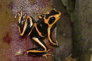 Arrow: Crowned Poison Frog