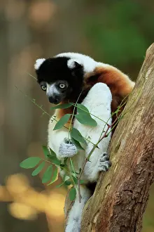 Propithecus: Crowned sifaka (Propithecus coronatus), adult, on