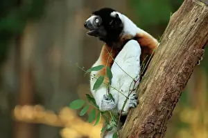 Propithecus: Crowned sifaka (Propithecus coronatus), adult, on