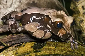 Spinosa: Crowned Tree Frog